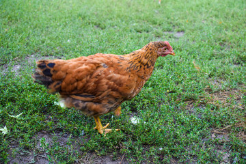Young chick walks on green grass. Expressing poultry