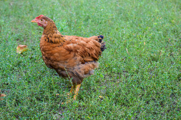 Young chick walks on green grass. Expressing poultry