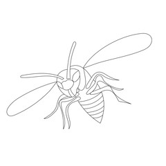 vector, isolated, insect, wasp outline, bee on a white background