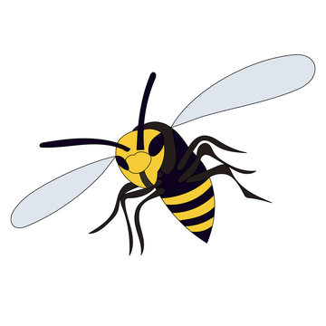 vector, isolated, insect, wasp, bee flies