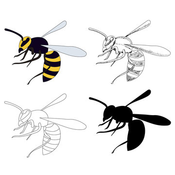  isolated, insect, wasp, bee with sketch and silhouette