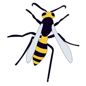 vector, isolated, insect, wasp, bee creeps