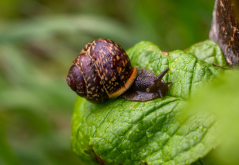 snail on a green leaf