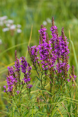 Lythrum salicaria, plant with dark red or purple flowers in the meadow on