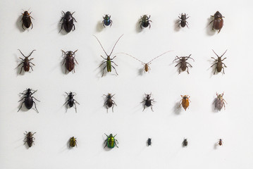 Beetles collection on a white background. Photographed close-up.
