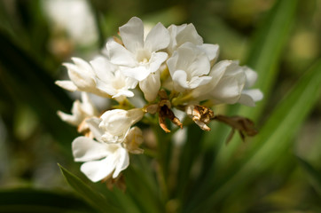 Fototapeta na wymiar White Rhododendron Flowers