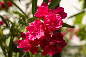 Fototapeta premium Pink Rhododendron Flowers
