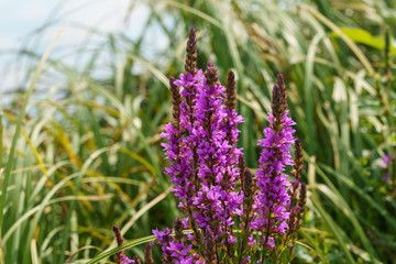 Lythrum salicaria, plant with dark red or purple flowers in the meadow on