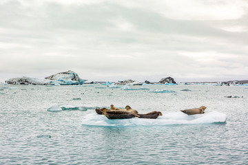 a seal relaxing on a floating iceberg on the Jokulsarlon glacier lake in Iceland