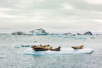 a seal relaxing on a floating iceberg on the Jokulsarlon glacier lake in Iceland