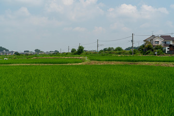 Omiwa Shrine in Nara, Japan, August 2019