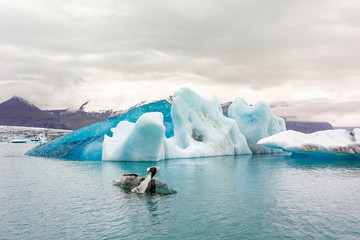Naklejka premium ce berg in the glacier lake of Jokulsarlon in Iceland with turquoise water reflection