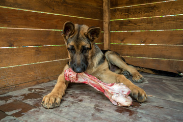The dog chews a large raw beef bone. Young German shepherd lies in a large wooden booth and enjoys a tasty piece of meat. Natural food useful for dogs and dental health. Pet treats favorite food