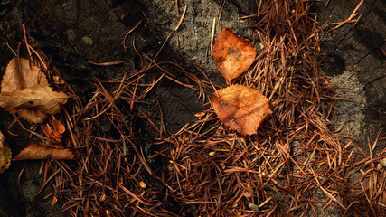 autumn sketches do not stump 