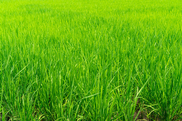 Ooyamato Shrine in Nara, Japan