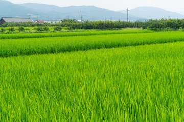 Obraz premium Ooyamato Shrine in Nara, Japan