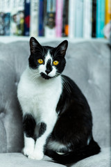 Czarno-biały kot z żółtymi oczami siedzący na szarym łóżku, w tle książki - obrazy, fototapety, plakaty