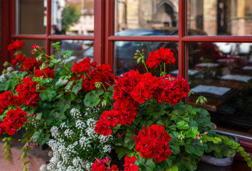 Red window in Colmar, France. Beautiful red flowers at the windows.