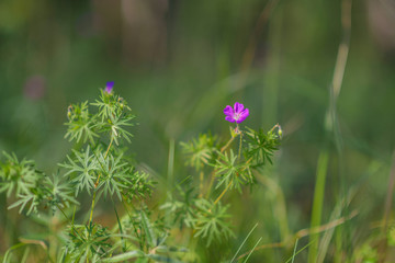 Wildflowers close-up, with a blurred background.