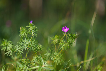 Wildflowers close-up, with a blurred background.