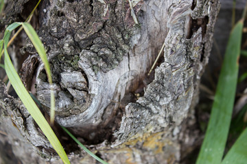 Piece of old wood, texture