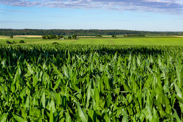 green corn field in front of blue sky