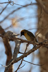The southern masked weaver (Ploceus velatus), or African masked weaver, is a resident breeding bird species common throughout southern Africa. 