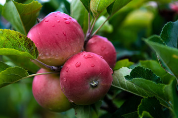 Ripe Red Apples Wet From Waterdrops On Tree