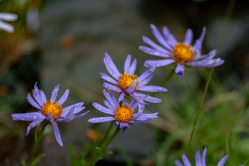 Fototapeta premium Violet Daisies Floral Portrait under the rain in Altai mountains, Altai Republic, Siberia, Russia.
