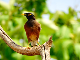 bird on a branch