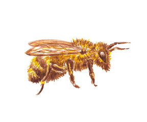 Watercolor illustration of a bee