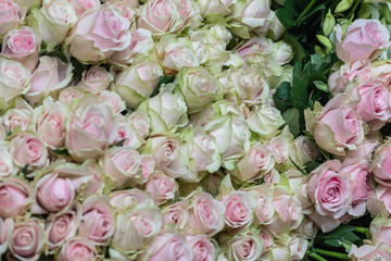 Beautiful selective focus pink and green roses flower background.Blurred of sweet roses.