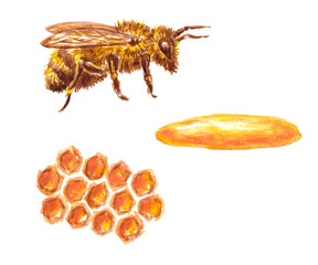 Watercolor illustration set of bee and honey