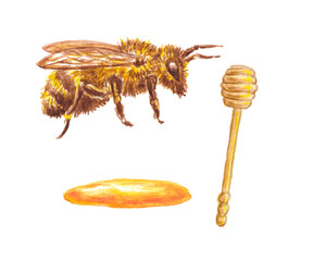 Watercolor illustration of set with  bee, honey and spoon