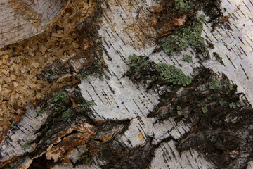 bark taken from a birch at a sawmill. wood waste at a sawmill.