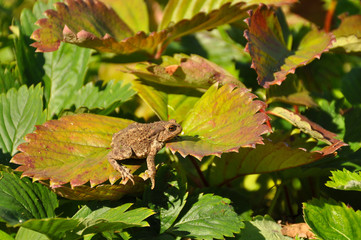 Little toad sitting on a piece of strawberry.  Frog, wildlife, animals
