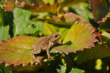 Obraz premium Little toad sitting on a piece of strawberry. Frog, wildlife, animals