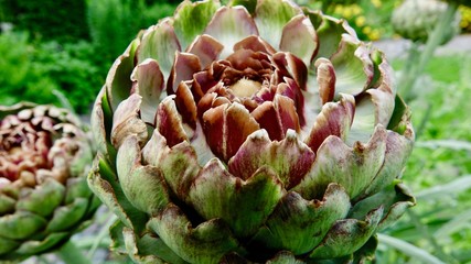 Artischoke, Gemüsegarten - Nahaufnahme