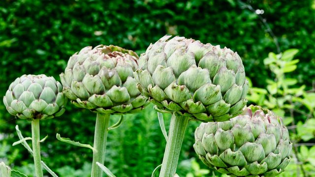 Artischoke, Gem&uuml;segarten - Nahaufnahme