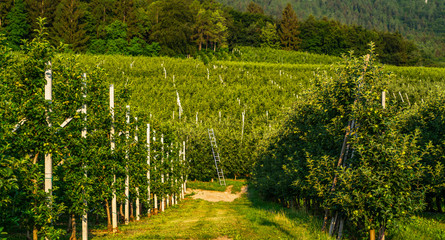 Fototapeta na wymiar Organic apple orchard in in the Sarca Valley, Italian Alps. Trentino Alto Adige, Italy, Europe.