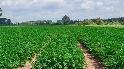 Fototapeta na wymiar Wheat field with tractor tracks in Holland