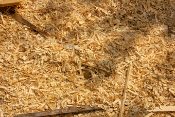 wood shavings at a sawmill. wood waste at a sawmill.