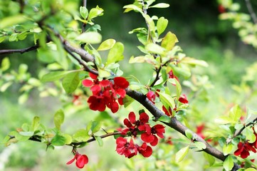 Red cherry flowers on a tree in the wild