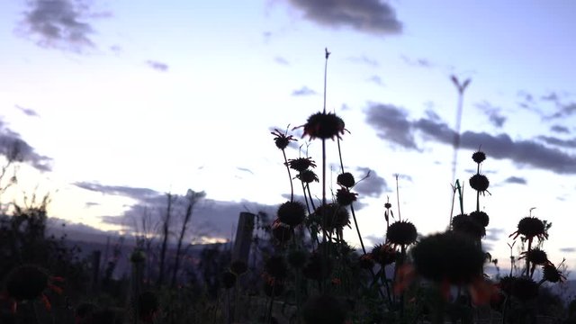 plantas de clima templado al atardecer