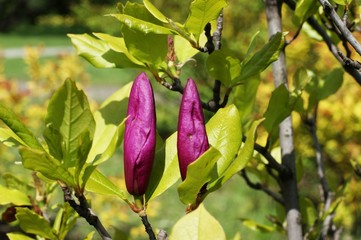 Magnolia flowers on tree branches in a park