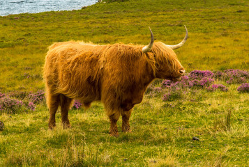 Highland Cattle With Long Horns In Scenic Landscape With Lake In Scotland