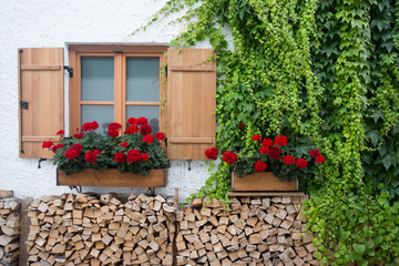 Window with geraniums on exterior wall
