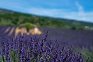 Naklejka premium Lavender flower summer background. Summertime in the lavender field. Floral background. Shallow depth of field.