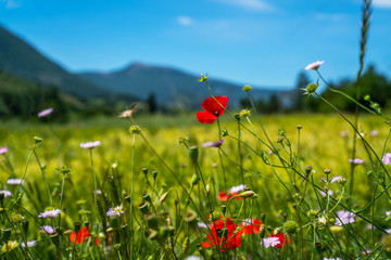 Beautiful morning field with bright sun. Spring meadow flowers landscape. Springtime forest meadow flowers view.
