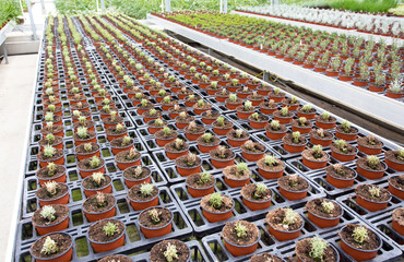 Obraz premium Plants in flower pots in greenhuse